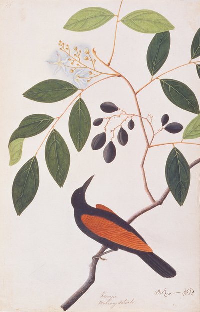 Greater Coucal, from Drawings of Birds from Malacca by Chinese School